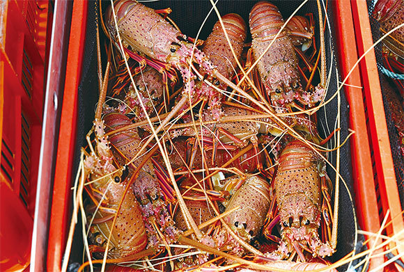 中共對澳洲發動貿易戰後，有數以噸計的澳洲龍蝦因等待清關而死在中國港口。（Trevor Collens/AFP）