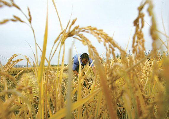 中國人喜愛的五常大米等知名東北大米品種的譜系，上溯三到四代，完全是日本米種。圖為吉林省延邊東北水稻種植區的農民秋收。（China Photos / Getty Images）