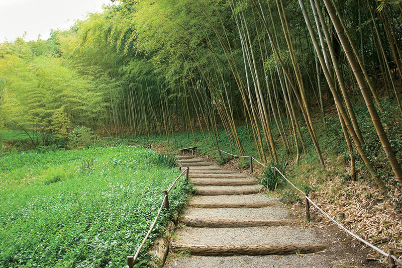 竹林深處有茶鄉