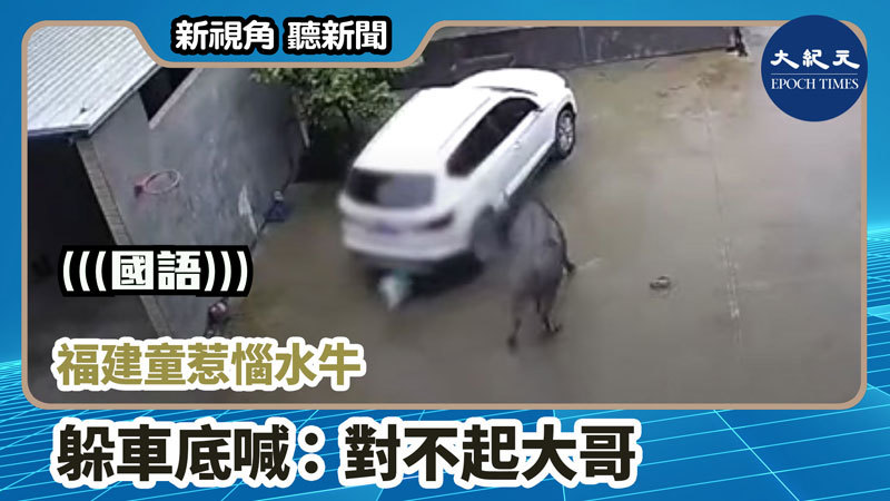 >【新視角聽新聞 #835】福建童惹惱水牛 躲車底喊：對不起大哥