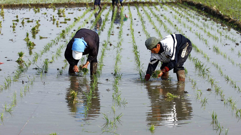 中國糧食日趨緊張 苦！多地強制「復耕」
