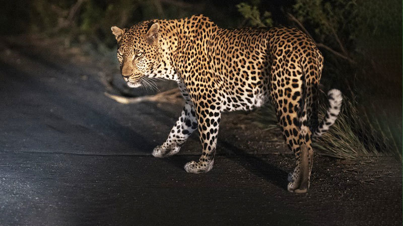玻利維亞瀕危野生動物 中國需求引盜獵不斷