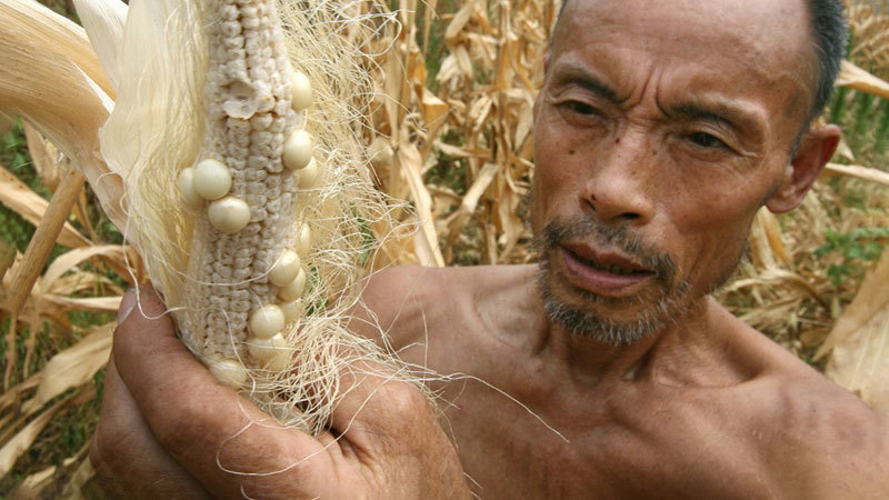 中共承認秋糧威脅 專家稱做最壞打算