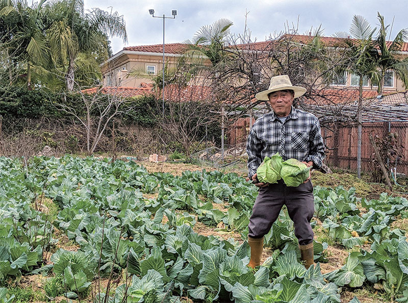 >八旬南加華人  後院種植樂此不疲