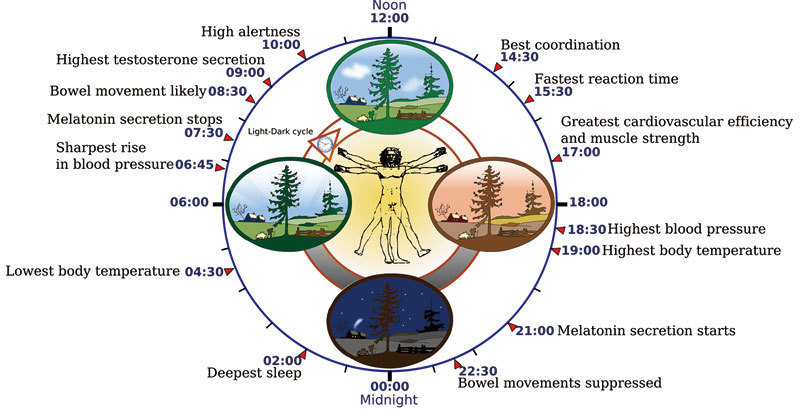 研究：人體肌肉內也存在生物鐘