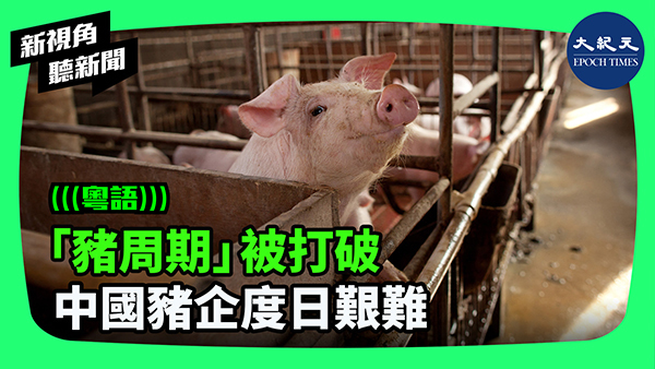 「豬周期」被打破 中國豬企度日艱難