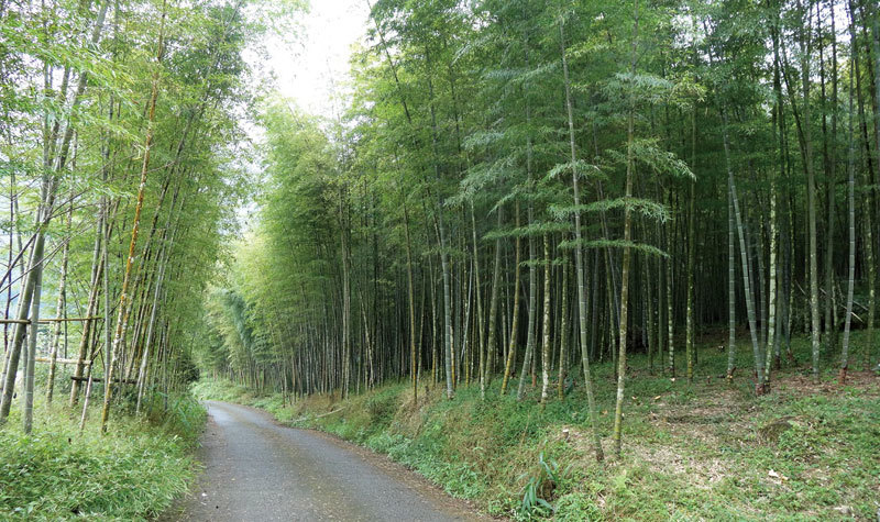 竹山祕境訪幽 體驗古人愛竹雅趣