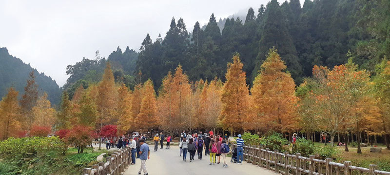 >杉林溪楓紅層層 黃金水杉妝點初冬