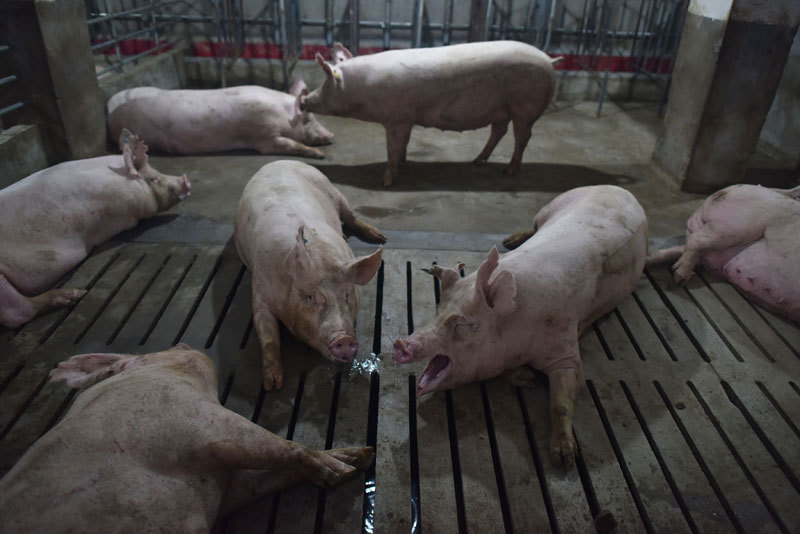 中國豬瘟疫情威脅世界豬肉供應
