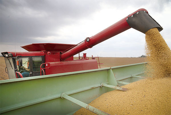 美中重啟談判前夕，北京允許五家公司從美國進口總量達300萬噸的大豆。報導稱免稅購買大豆配額的出臺是中國為恢復與美國的貿易談判作準備的一種姿態。（Getty Images）