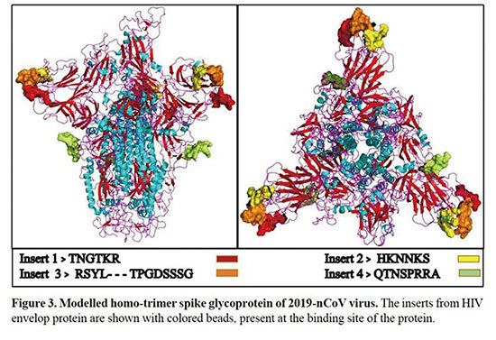印度專家發表論文所刊登的中共肺炎新型冠狀病毒照片顯示，S 蛋白的四個不連續位點，被人工插入了HIV 病毒的氨基酸序列。（網路圖片）