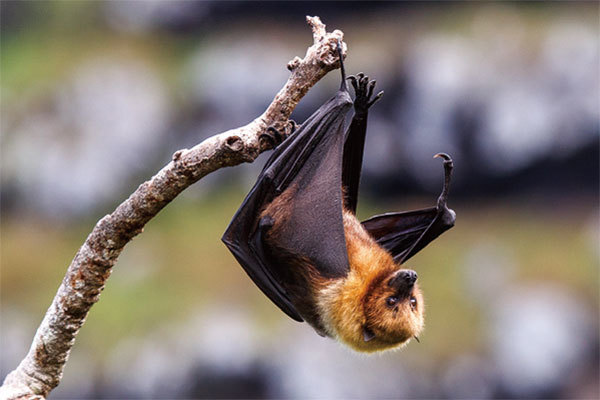 2011年以來，石正麗團隊一直在對洞穴中存在冠狀病毒的蝙蝠進行縱向分子監視，2017年發現蝙蝠冠狀病毒可感染人。（AFP）