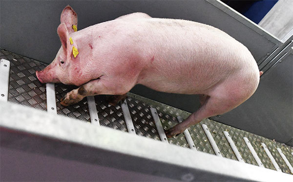 在養豬從業者眼中，種豬就是「豬的晶片」。中國種豬數量供不應求，原種豬很多是依靠進口。每一代種豬養殖都需要時間，「豬晶片」比半導體晶片更難搞定。圖為2020年3月10日，1000頭種豬將從法國布列塔尼機場運往中國。（Fred Tanneau / AFP）