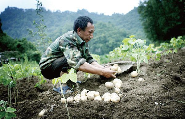 相比糧種，中國的蔬菜種子對國外的依賴更嚴重。素有「中國馬鈴薯之鄉」之稱的齊齊哈爾市克山縣，種植的馬鈴薯大多是來自美國的「大西洋」。（Str / AFP）