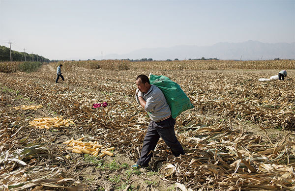 據陸媒分析，國產種子被卡脖子，如玉米種質資源先天優勢不足，隨著品種的推廣，種子退化嚴重。圖為2016年10月9日，農民在北京郊區的田間收割玉米。（Fred Dufour / AFP）