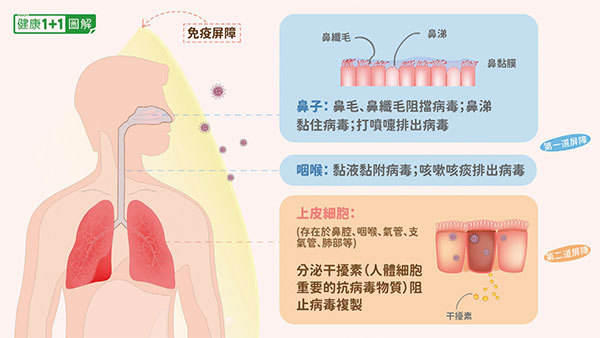 人體免疫系統對抗新冠病毒的第一道屏障、第二道屏障。（健康1+1／大紀元）
