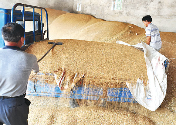 中共官方強調中國小麥完全實現自給，但據中共海關2020年底發布的資料，大麥在11月的進口量為111萬噸，同比增長170.7%；年累計進口710萬噸，同比增長24.8%。圖為農民收割後儲存小麥。（AFP/GettyImages）