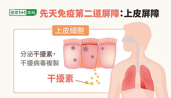 免疫系統第二道屏障：上皮細胞。（大紀元）