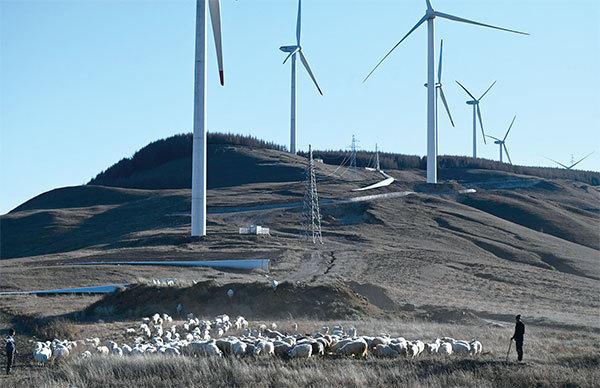 2021年10月23日，河北省保定市曹庄村，一名農民在風力渦輪機附近放羊。中國是世界上最大的風力渦輪機和太陽能電池板生產國。（Greg Baker / AFP）