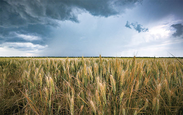 據烏克蘭總統辦公室發布的數據，因戰爭導致烏克蘭無法出口的穀物約2200萬噸。圖為2022年6月14日烏克蘭梅利托波爾郊外的一片麥田。（Yuri Kadobnov / AFP）