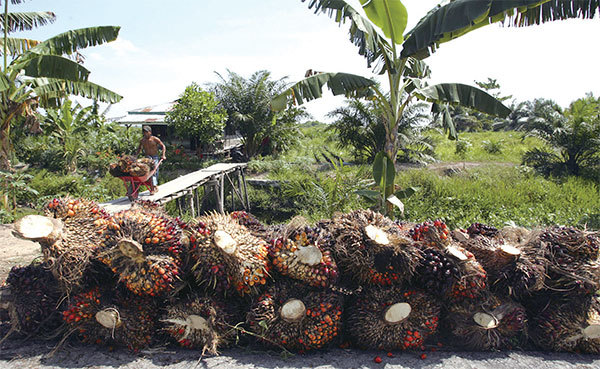 印尼提高了棕櫚油的出口關稅以及出口附加費上限，上限從每噸375美元大幅提高至每噸675美元。圖為印尼蘇門答臘島上一處棕櫚油種植園。（Dimas Ardian / Getty Images）