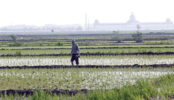 中國僅擁有全世界7%到9%的耕地，卻擁有全球近20%的人口，中國土地數量不足以支持實現其糧食生產目標。圖為遼寧省瀋陽市農田。（AFP）
