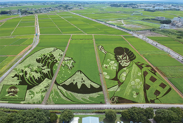 今天中國人喜愛的東北大米，是由兩位日本人將日本大米改造而成。圖為2021年7月30日日本埼玉縣行田市使用各種深淺不一的水稻植物進行巨型繪圖。（Harumi Ozawa / AFP）