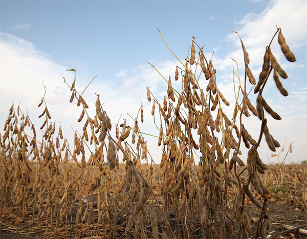 中國對進口大豆的依賴度非常高，且美國大豆滿足中國農民10月到2月之間的需求。圖為2013年10月2日美國明州大豆準備收割。（Getty Images）