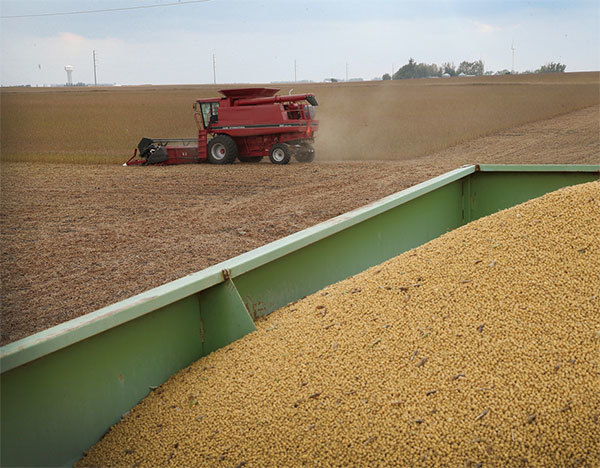 中共擬針對進口美國大豆徵收反傾銷稅的報復計畫，瞄準的是在2016年幫助川普當選美國總統的八個州。圖為明尼蘇達州沃辛頓大豆採收。（Getty Images）