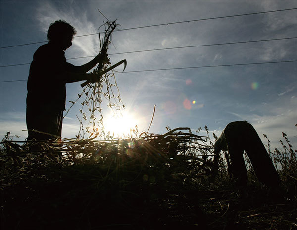 中國耕地面積少，大豆單位畝產只有穀物畝產的三分之一，過去20年來的農業政策就是減少大豆種植，騰出土地種穀物，大豆主要需求改為進口。圖為吉林省和龍市大豆田。（Getty Images）