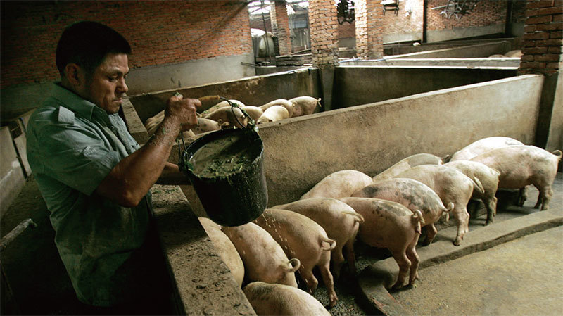 若中國對美國大豆徵稅，中國飼料價格將上漲，帶動肉蛋禽類價格上漲，連帶中國物價也會上漲，受苦的還是中國百姓。圖為成都養豬戶正在餵飼料。（Getty Images）