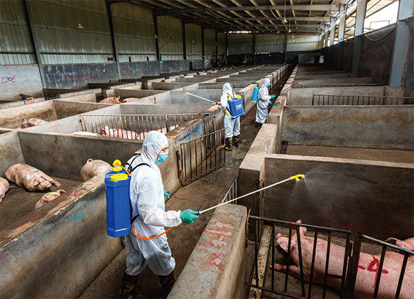 8月3日中國發現亞洲第一起非洲豬瘟，一個月已蔓延六省，安徽銅陵167人染豬瘟13人死亡。圖為8月22日浙江金華畜牧獸醫局工作人員正在消毒養殖場。（新紀元資料室）
