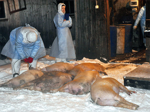 中共當局無視中國人健康和生豬養殖業的風險，轉買俄羅斯豬肉報復美國貿易戰，從而將病毒帶進國門。圖為2011年1月14日，獸醫在聖彼得堡外的Volodarka村檢查病死豬。（AFP）