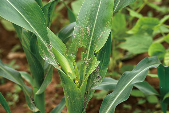 草地貪夜蛾幼蟲危害玉米，且其蔓延速度超乎預期。（AFP）
