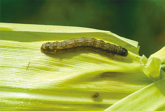 被聯合國糧農組織預警的重大害蟲「草地貪夜蛾」可危害80餘種植物，以危害玉米最為嚴重。截至5月10日，大陸已有13省被草地貪夜蛾攻陷。（AFP）