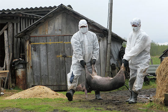 2018年8月3日，中國首例非洲豬瘟疫情在遼寧瀋陽爆發，截至目前，全中國大陸均已傳出非洲豬瘟疫情。圖為2012年5月俄羅斯諾夫哥羅德非洲豬瘟疫情。（大紀元資料室）
